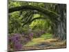 Coast Live Oaks and Azaleas Blossom, Magnolia Plantation, Charleston, South Carolina, USA-Adam Jones-Mounted Photographic Print