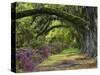 Coast Live Oaks and Azaleas Blossom, Magnolia Plantation, Charleston, South Carolina, USA-Adam Jones-Stretched Canvas