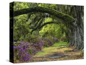 Coast Live Oaks and Azaleas Blossom, Magnolia Plantation, Charleston, South Carolina, USA-Adam Jones-Stretched Canvas
