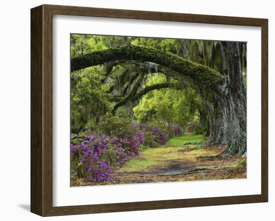 Coast Live Oaks and Azaleas Blossom, Magnolia Plantation, Charleston, South Carolina, USA-Adam Jones-Framed Premium Photographic Print