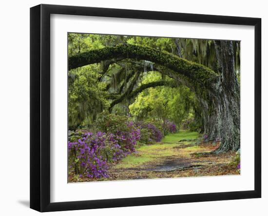 Coast Live Oaks and Azaleas Blossom, Magnolia Plantation, Charleston, South Carolina, USA-Adam Jones-Framed Premium Photographic Print