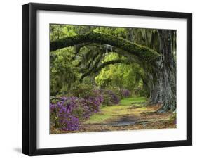 Coast Live Oaks and Azaleas Blossom, Magnolia Plantation, Charleston, South Carolina, USA-Adam Jones-Framed Premium Photographic Print