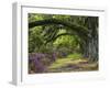 Coast Live Oaks and Azaleas Blossom, Magnolia Plantation, Charleston, South Carolina, USA-Adam Jones-Framed Premium Photographic Print