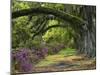 Coast Live Oaks and Azaleas Blossom, Magnolia Plantation, Charleston, South Carolina, USA-Adam Jones-Mounted Premium Photographic Print