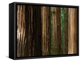 Coast Redwood Trees, Humboldt Redwoods State Park, USA-Nicholas Pavloff-Framed Stretched Canvas