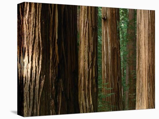 Coast Redwood Trees, Humboldt Redwoods State Park, USA-Nicholas Pavloff-Stretched Canvas