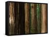 Coast Redwood Trees, Humboldt Redwoods State Park, USA-Nicholas Pavloff-Framed Stretched Canvas