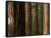 Coast Redwood Trees, Humboldt Redwoods State Park, USA-Nicholas Pavloff-Framed Stretched Canvas