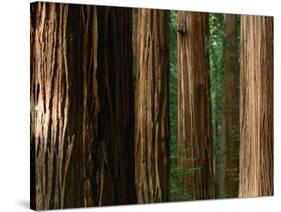 Coast Redwood Trees, Humboldt Redwoods State Park, USA-Nicholas Pavloff-Stretched Canvas