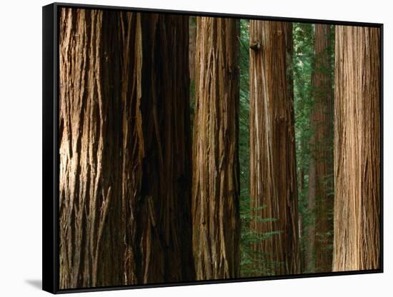 Coast Redwood Trees, Humboldt Redwoods State Park, USA-Nicholas Pavloff-Framed Stretched Canvas