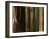 Coast Redwood Trees, Humboldt Redwoods State Park, USA-Nicholas Pavloff-Framed Premium Photographic Print