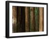 Coast Redwood Trees, Humboldt Redwoods State Park, USA-Nicholas Pavloff-Framed Premium Photographic Print