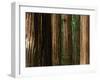 Coast Redwood Trees, Humboldt Redwoods State Park, USA-Nicholas Pavloff-Framed Premium Photographic Print