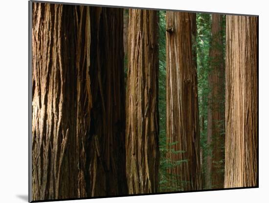 Coast Redwood Trees, Humboldt Redwoods State Park, USA-Nicholas Pavloff-Mounted Premium Photographic Print