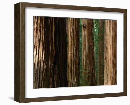 Coast Redwood Trees, Humboldt Redwoods State Park, USA-Nicholas Pavloff-Framed Photographic Print