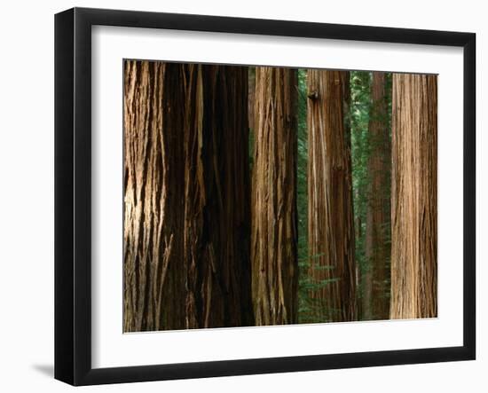 Coast Redwood Trees, Humboldt Redwoods State Park, USA-Nicholas Pavloff-Framed Photographic Print