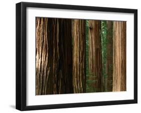 Coast Redwood Trees, Humboldt Redwoods State Park, USA-Nicholas Pavloff-Framed Photographic Print