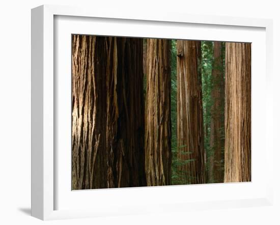 Coast Redwood Trees, Humboldt Redwoods State Park, USA-Nicholas Pavloff-Framed Photographic Print