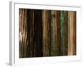 Coast Redwood Trees, Humboldt Redwoods State Park, USA-Nicholas Pavloff-Framed Photographic Print