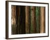 Coast Redwood Trees, Humboldt Redwoods State Park, USA-Nicholas Pavloff-Framed Photographic Print