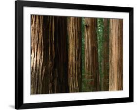 Coast Redwood Trees, Humboldt Redwoods State Park, USA-Nicholas Pavloff-Framed Photographic Print