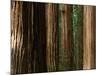 Coast Redwood Trees, Humboldt Redwoods State Park, USA-Nicholas Pavloff-Mounted Photographic Print