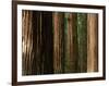 Coast Redwood Trees, Humboldt Redwoods State Park, USA-Nicholas Pavloff-Framed Photographic Print