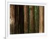 Coast Redwood Trees, Humboldt Redwoods State Park, USA-Nicholas Pavloff-Framed Photographic Print