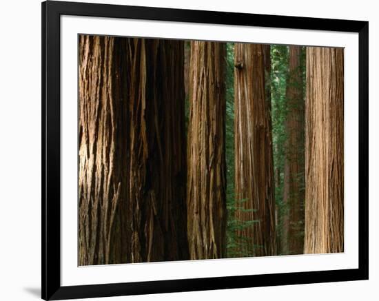 Coast Redwood Trees, Humboldt Redwoods State Park, USA-Nicholas Pavloff-Framed Photographic Print