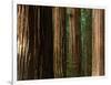 Coast Redwood Trees, Humboldt Redwoods State Park, USA-Nicholas Pavloff-Framed Photographic Print