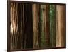 Coast Redwood Trees, Humboldt Redwoods State Park, USA-Nicholas Pavloff-Framed Photographic Print