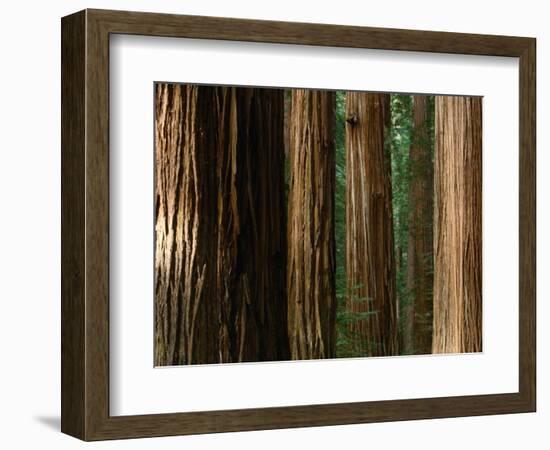 Coast Redwood Trees, Humboldt Redwoods State Park, USA-Nicholas Pavloff-Framed Photographic Print