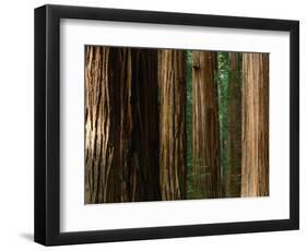 Coast Redwood Trees, Humboldt Redwoods State Park, USA-Nicholas Pavloff-Framed Photographic Print