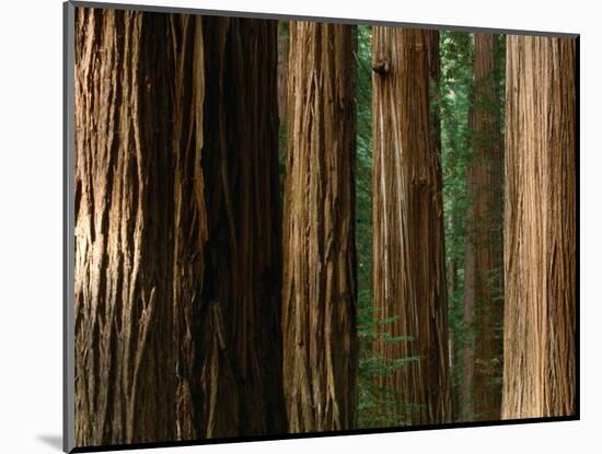 Coast Redwood Trees, Humboldt Redwoods State Park, USA-Nicholas Pavloff-Mounted Photographic Print