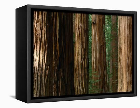 Coast Redwood Trees, Humboldt Redwoods State Park, USA-Nicholas Pavloff-Framed Stretched Canvas