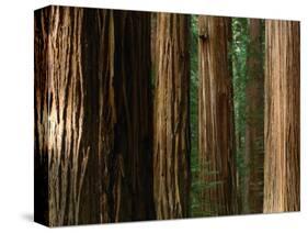 Coast Redwood Trees, Humboldt Redwoods State Park, USA-Nicholas Pavloff-Stretched Canvas