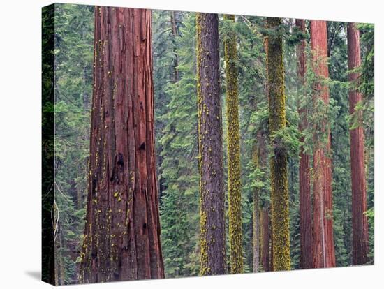 Coast Redwood trees, Mariposa Grove, Yosemite National Park, California-Tim Fitzharris-Stretched Canvas