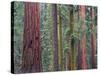 Coast Redwood trees, Mariposa Grove, Yosemite National Park, California-Tim Fitzharris-Stretched Canvas