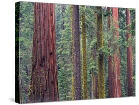 Coast Redwood trees, Mariposa Grove, Yosemite National Park, California-Tim Fitzharris-Stretched Canvas