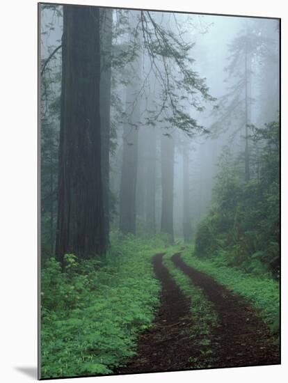 Coast Trail, Old Highway 101 with Coast Redwoods, Del Norte Coast State Park, California, USA-Jamie & Judy Wild-Mounted Premium Photographic Print