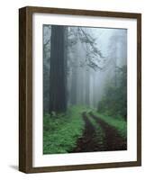 Coast Trail, Old Highway 101 with Coast Redwoods, Del Norte Coast State Park, California, USA-Jamie & Judy Wild-Framed Photographic Print