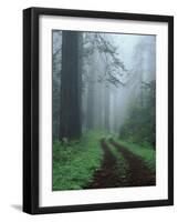 Coast Trail, Old Highway 101 with Coast Redwoods, Del Norte Coast State Park, California, USA-Jamie & Judy Wild-Framed Photographic Print