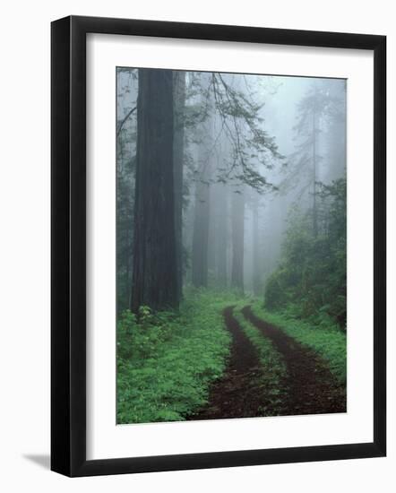 Coast Trail, Old Highway 101 with Coast Redwoods, Del Norte Coast State Park, California, USA-Jamie & Judy Wild-Framed Photographic Print