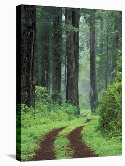 Coast Trail, Old Highway 101 with Coast Redwoods, Del Norte Coast State Park, California, USA-Jamie & Judy Wild-Stretched Canvas