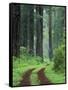 Coast Trail, Old Highway 101 with Coast Redwoods, Del Norte Coast State Park, California, USA-Jamie & Judy Wild-Framed Stretched Canvas