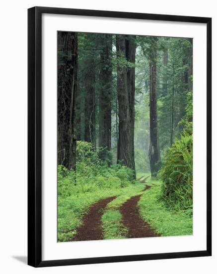 Coast Trail, Old Highway 101 with Coast Redwoods, Del Norte Coast State Park, California, USA-Jamie & Judy Wild-Framed Premium Photographic Print