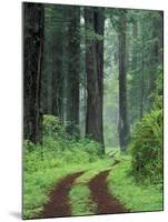 Coast Trail, Old Highway 101 with Coast Redwoods, Del Norte Coast State Park, California, USA-Jamie & Judy Wild-Mounted Premium Photographic Print