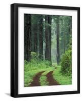 Coast Trail, Old Highway 101 with Coast Redwoods, Del Norte Coast State Park, California, USA-Jamie & Judy Wild-Framed Photographic Print