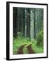 Coast Trail, Old Highway 101 with Coast Redwoods, Del Norte Coast State Park, California, USA-Jamie & Judy Wild-Framed Photographic Print