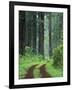 Coast Trail, Old Highway 101 with Coast Redwoods, Del Norte Coast State Park, California, USA-Jamie & Judy Wild-Framed Photographic Print